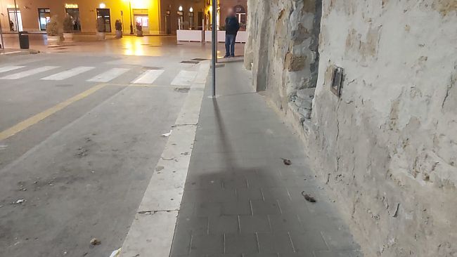 Mazara, Iniziata la derattizzazione e deblattizzazione del territorio. Servizio affidato alla Iacono Servizi