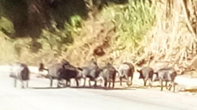 Salemi, dopo il dissequestro dell’allevamento di Bonasoro, arriva l’ordinanza per l’abbattimento dei suini neri