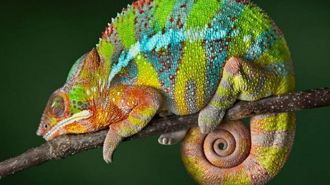 L’Elzeviro di Bonagiuso: Camaleonti a cinque stelle