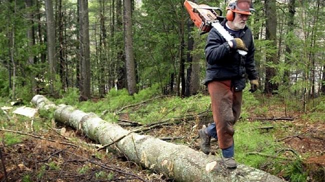 Sicilia e Campania uniti dallo stesso dilemma. I Forestali !