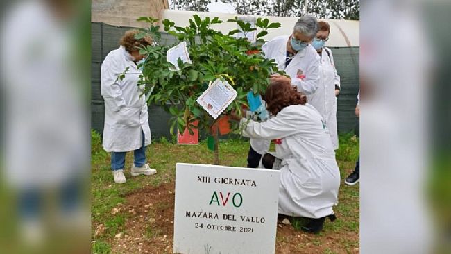 Mazara. I volontari AVO adornano un albero per comunicare la gioia di donarsi