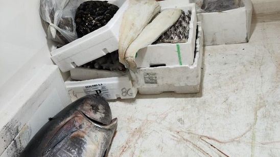 Controlli sulla filiera della pesca, scoperte 5,5 tonnellate di prodotti ittici non idonei al consumo