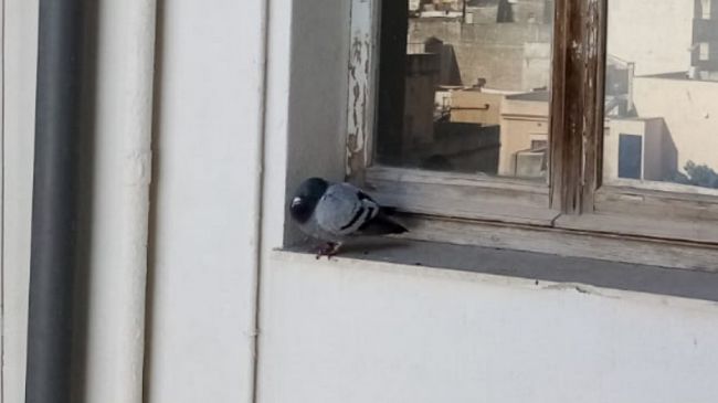 trapani-rimpallo-di-competenze-per-un-piccione-viaggiatore-fermo-in-citta