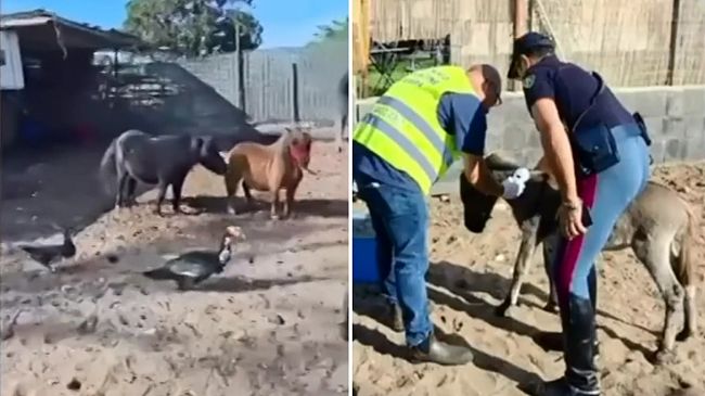 stalle-abusive-pony-malridotti-cavalli-e-asini-privi-di-controlli-scattano-sequestri-e-pesanti-sanzioni