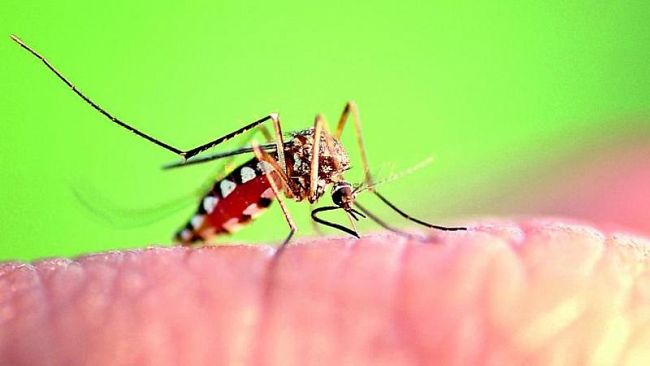 West nile virus,primo caso in Sicilia e l'asp Trapani rafforza la sorveglianza