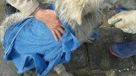 La Guardia costiera recupera un cane randagio nelle acque portuali