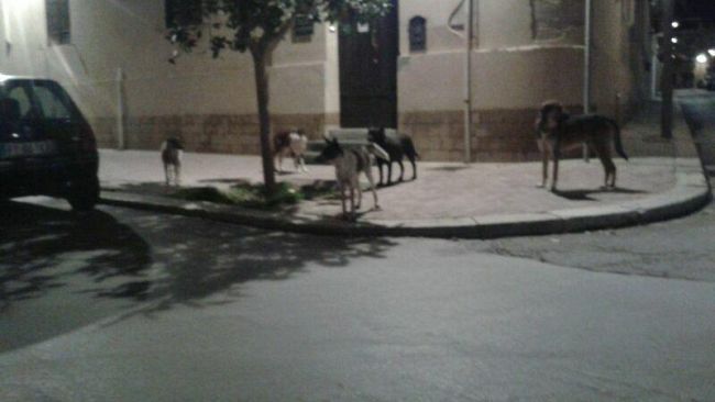 Mazara, riunione con il Prefetto sul randagismo