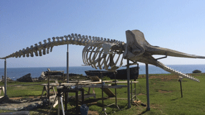 L’Iamc Cnr di Capo Granitola ricostruisce lo scheletro di Capodoglio Physeter macrocephalus