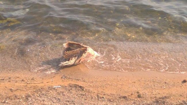 Mazara, “spiaggia in Città” sempre “attrattiva” ma i conti non “tonnano”