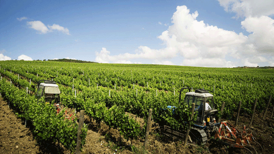 Il 2014? Brutto anno per l’agricoltura nel trapanese