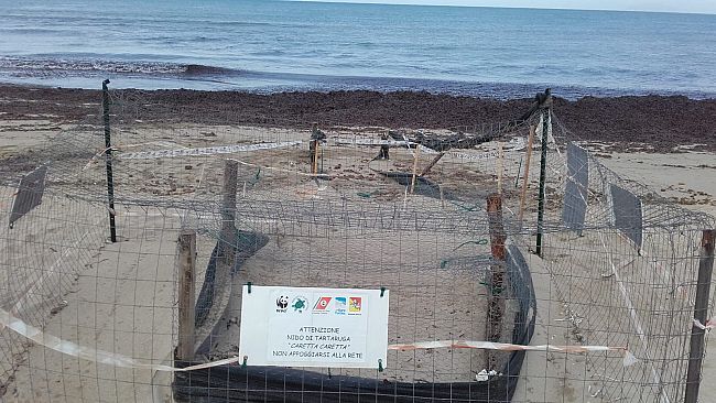 Petrosino: dopo 22 anni ritorna una tartaruga marina della specie Caretta Caretta, ma il nido non si schiude