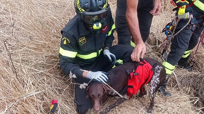 Castellammare, cane caduto in un pozzo. Salvato da Vigili del fuoco e nucleo SAF