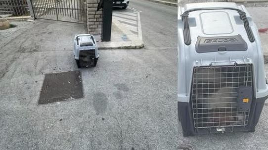 crudelta-a-erice-animale-chiuso-in-un-trasportino-e-abbandonato-a-morire-davanti-a-una-chiesa