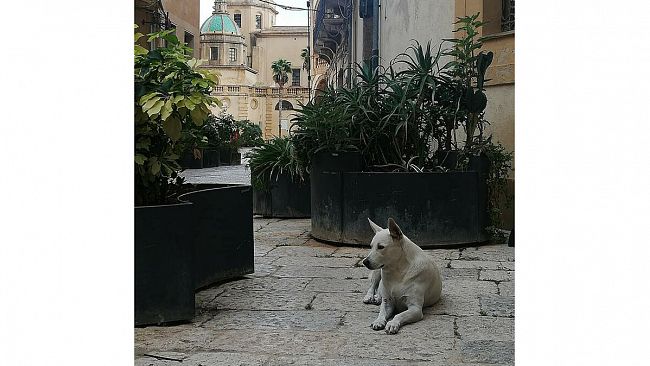 Mazara, muore Bianchina il cane mascotte del Centro Storico
