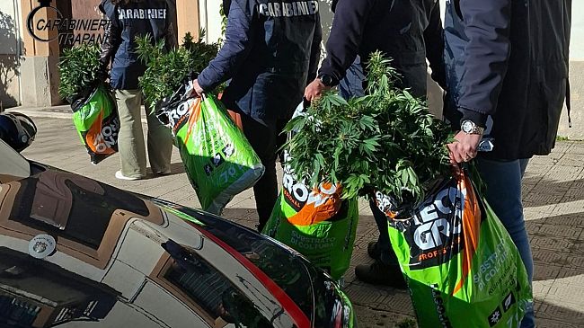 Scoperta una serra di cannabis ad Alcamo: in manette un 43enne