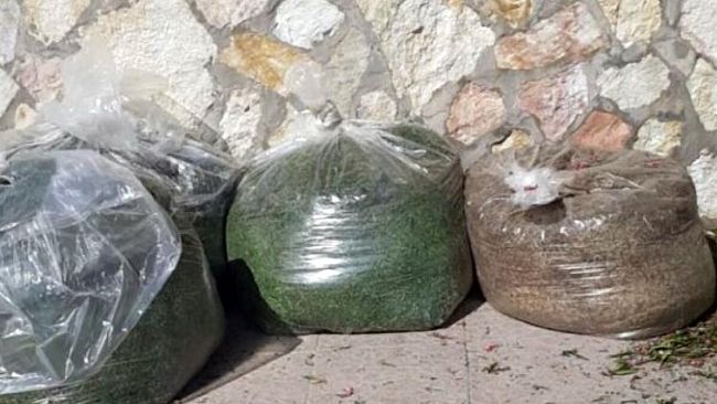 Erice, avviso pubblico: non inserire gli sfalci di potatura nell'organico