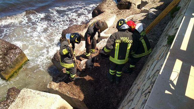 Trapani, cagnolino tratto in salvo sul lungomare Dante Alighieri