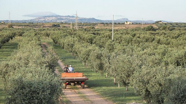 A Selinunte si presenta il Club degli Agricoltori del Belice