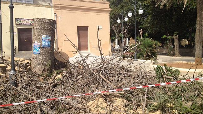 Perché tagliata la grande araucaria di Villa Garibaldi?