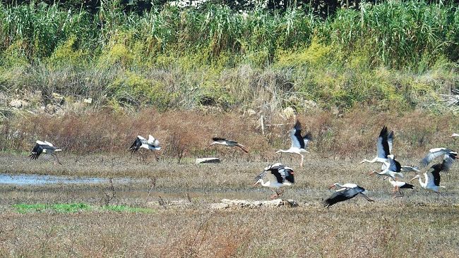 CAMPOBELLO – M5S, mancata tabellonistica Pantano Leone