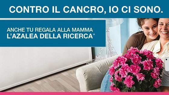 L’Azalea di AIRC, un’alleata per la ricerca e per le donne.