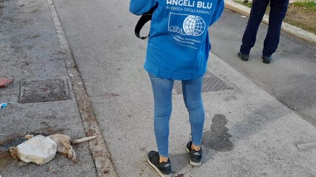 Erice, questa mattina ritrovato gatto schiacciato da pietra e dato alle fiamme