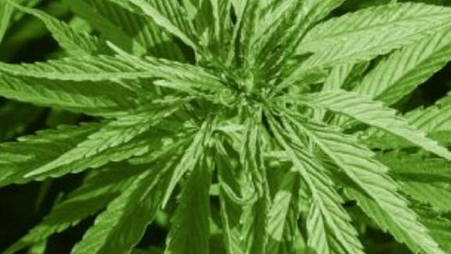 Cannabis , Craparotta M5S: 