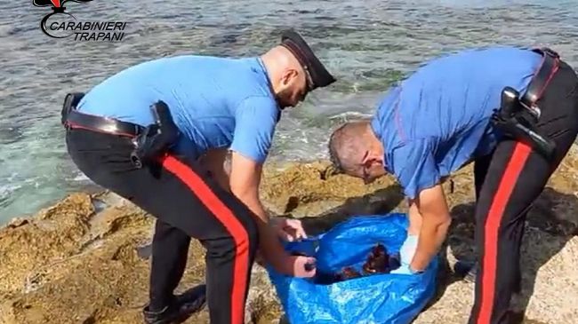 Favignana: oltre 150 ricci di mare in macchina. Denunciato favignanese