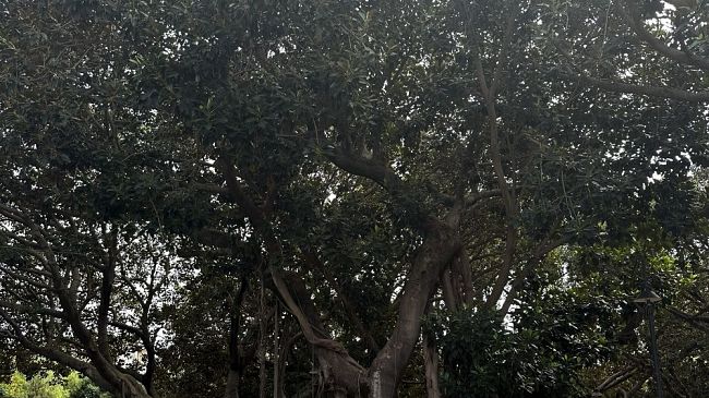 Alcamo, censimento e studio degli alberi in città per prevenire eventuali crolli