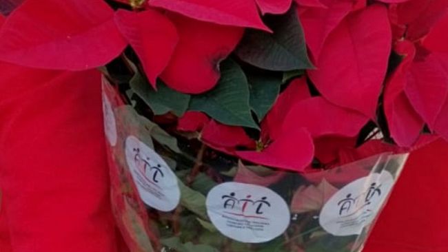 Le stelle di Natale dell'Ail: occhio alla truffa!