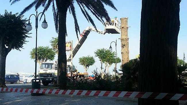 Interrogazione M5S sul verde pubblico