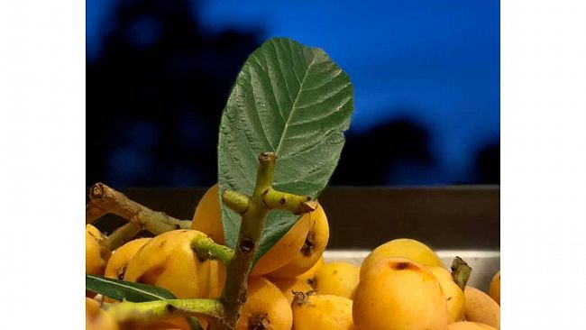 Mazara, contest “La foto della settimana”: ecco lo scatto vincente