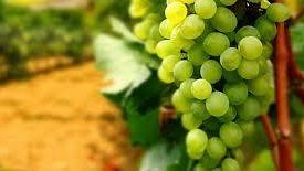 Concorso Mondiale di Bruxelles, proiettori puntati sul Marsala