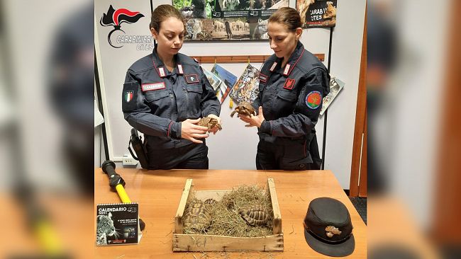 Valderice: prova a vendere 19 tartarughe di specie protetta sul web. Denunciato dai carabinieri