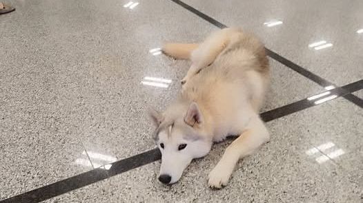 trovato-cane-con-collarino-allospedale-di-marsala-ora-cerca-casa
