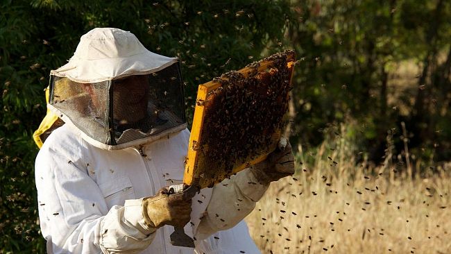 Il miele del castelvetranese Salluzzo vince il premio  Grandi Mieli d'Italia