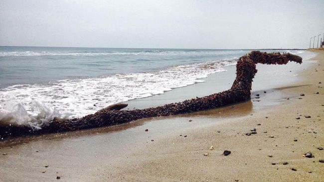 Approdato a Tonnarella un grande tronco con pregiati crostacei: messaggio da madre natura?