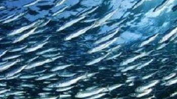 Pesca: l’UGL dice basta a messaggi fuorvianti