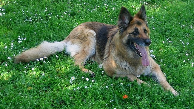 SALEMI – Ancora un cane ucciso a Salemi, è “caccia” al colpevole o ai colpevoli?