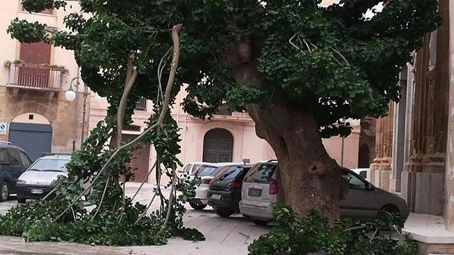 Mazara, l’albero di piazza S. Veneranda mette a rischio l’incolumità pubblica. Effettuato intervento di potatura …a metà