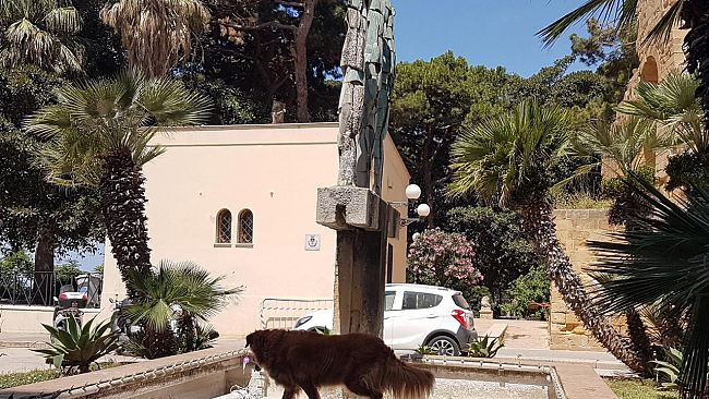 Mazara, Problema Randagismo: nota della IV Commissione Consiliare