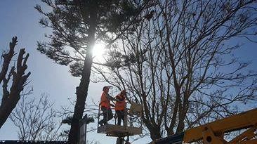 « Iniziati ieri, da Torretta Granitola, i lavori di potatura degli alberi cittadini».