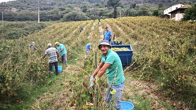 A Salemi la “vendemmia della legalità” sul vigneto confiscato alla mafia