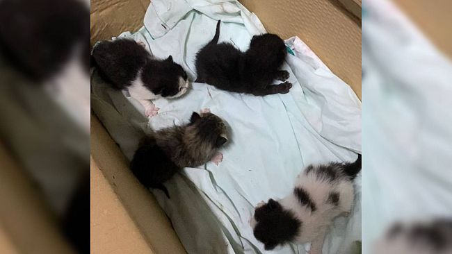 Operatore ecologico salva quattro gattini gettati nella spazzatura