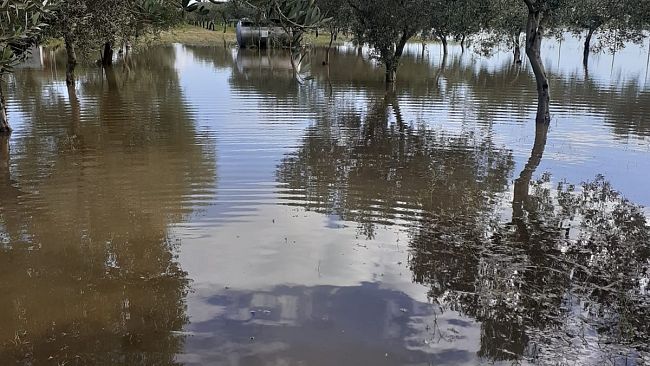 piove-ed-i-terreni-di-triscina-si-allagano-enza-viola-chiede-allamministrazione-di-trovare-una-soluzione