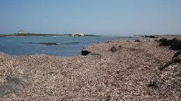 CASTELVETRANO – Da oggi il via allo spostamento delle alghe ammassatesi sul porticciolo