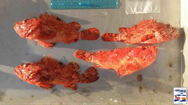 Egadi, il progetto “Vedette del Mare 2”, nell’ambito di FishMPABlue2