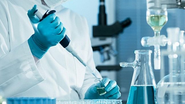 Agricoltura e non solo: Traveller, cicuta ibrida resistente agli insetti