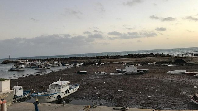 Alghe nel porticciolo di Marinella. Il M5S presenta un’interrogazione urgente
