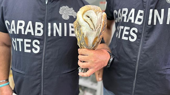 ​Sparavano a specie protette, denunciati due cacciatori nel Trapanese